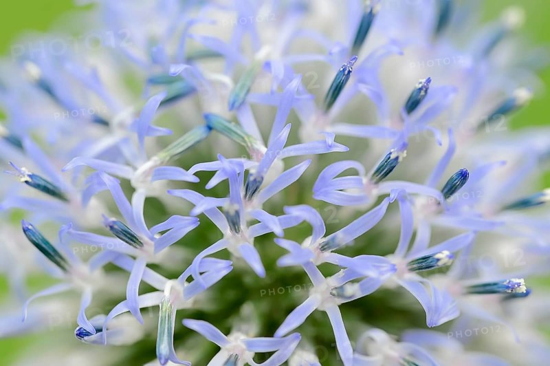 Small Globe Thistle