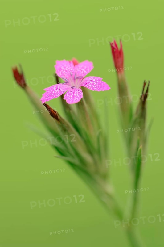 Tufted carnation