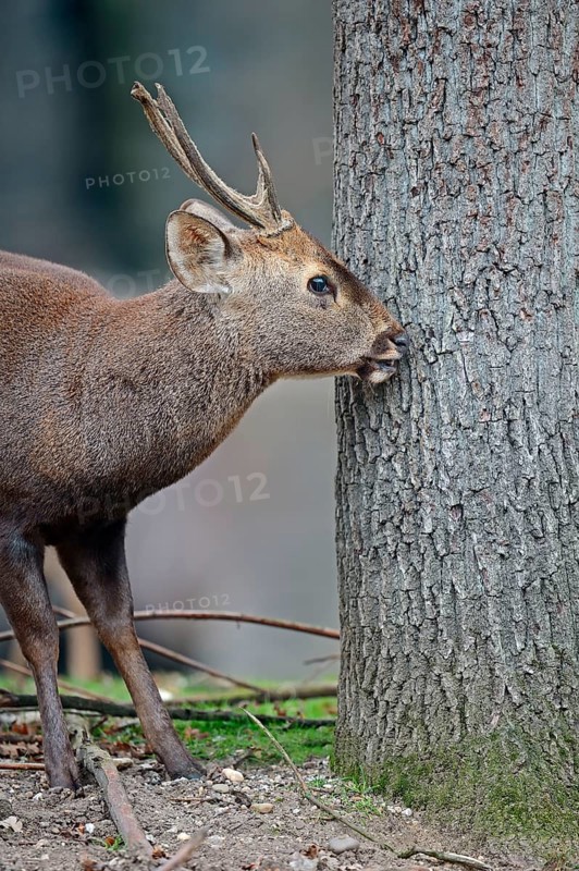 Hog deer