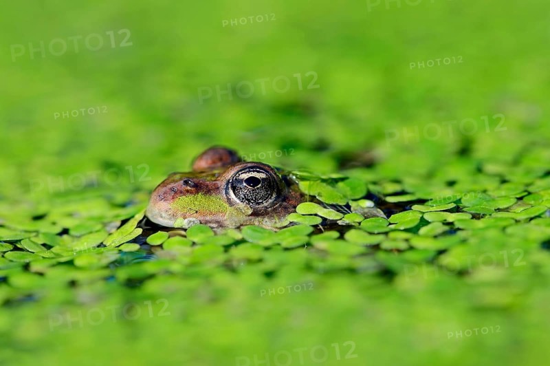 Water frog in Common duckweed