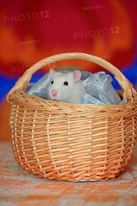 Coloured rat in basket
