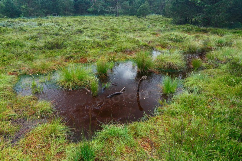 Pond