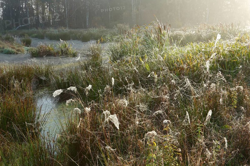 Moor pond