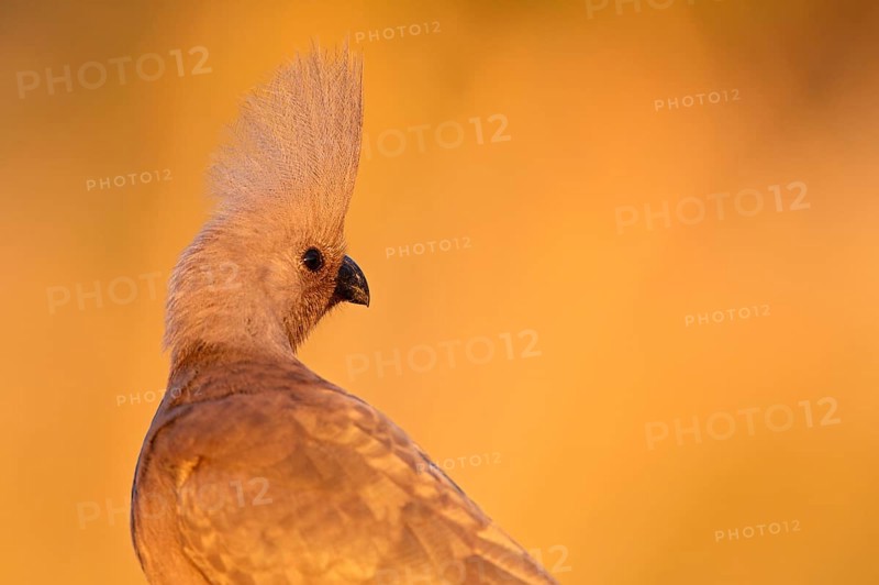 Grey go-away bird