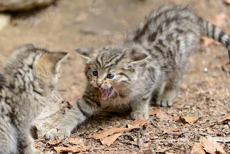 European Wildcats
