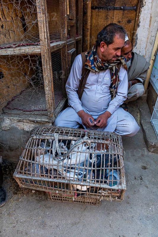 Birds for sale