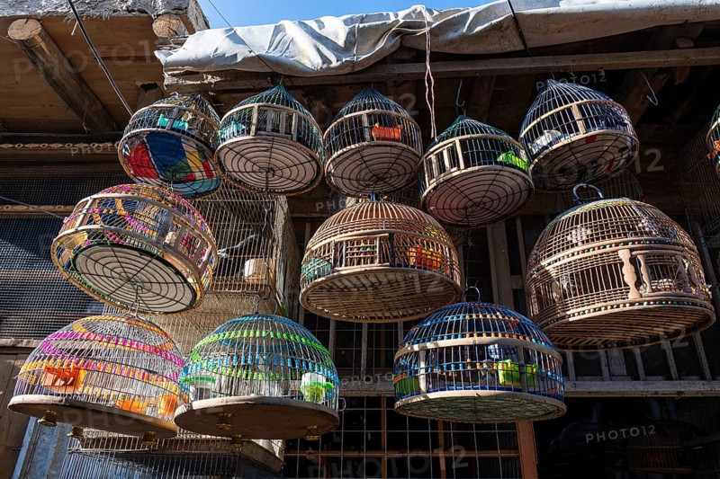 Birds for sale