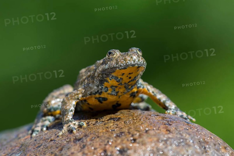 Yellow-bellied toad