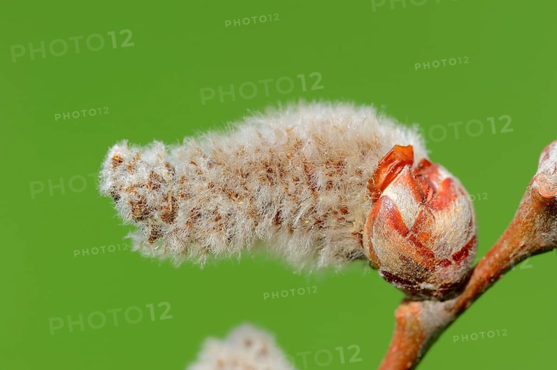 Grey Poplar