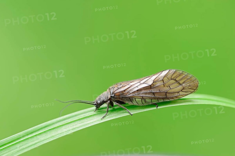 Alderfly