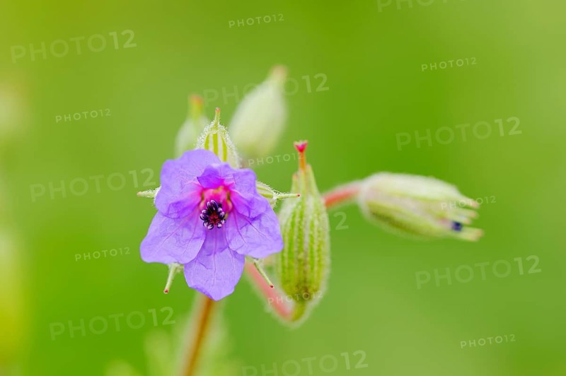Common Stork's-Bill