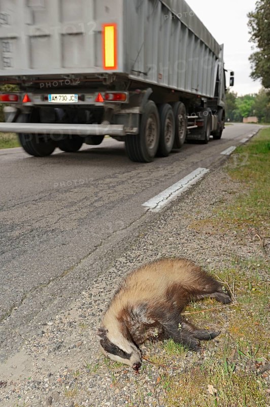 Dead badger
