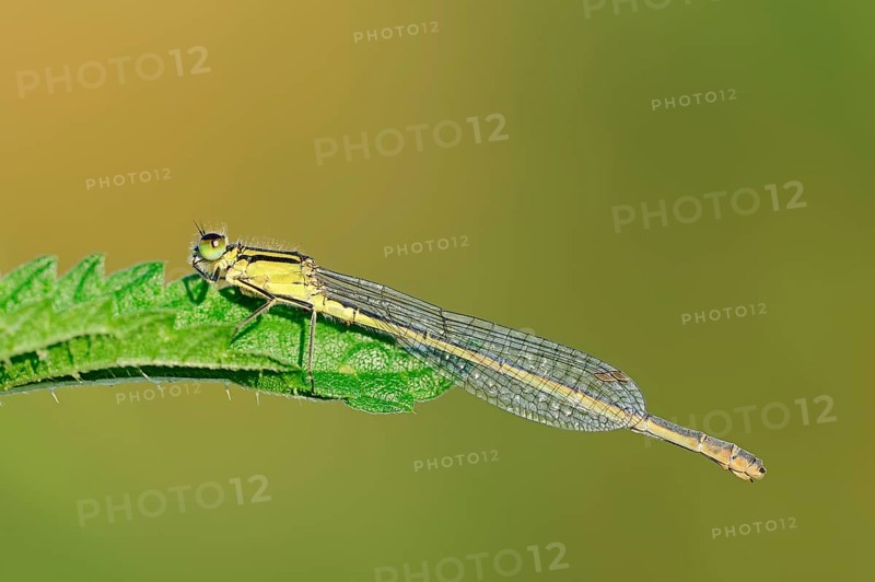 Blue-tailed damselfly