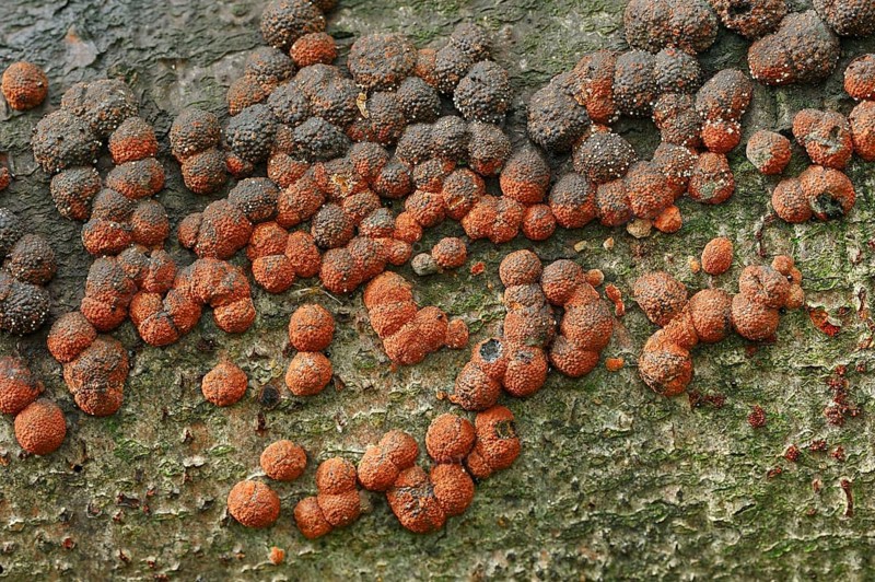 Beech Woodwart