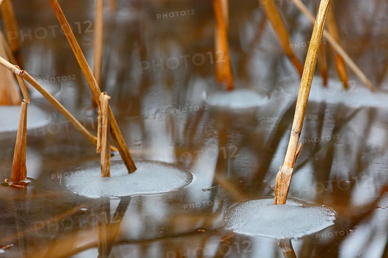Reed