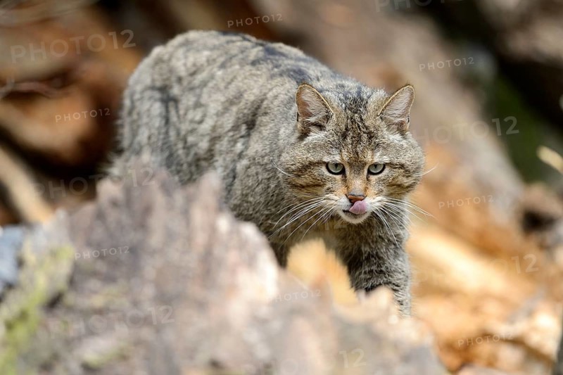European Wildcat