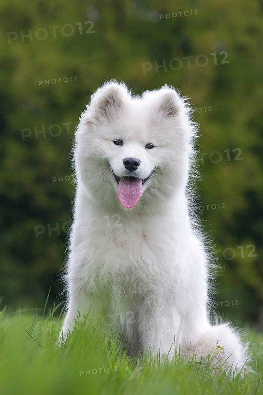 Samoyed