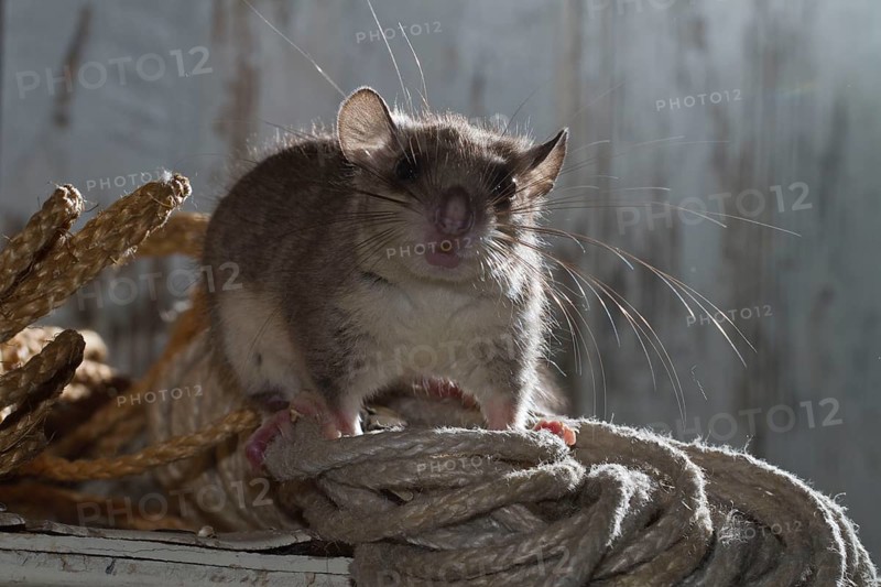 Fat dormouse