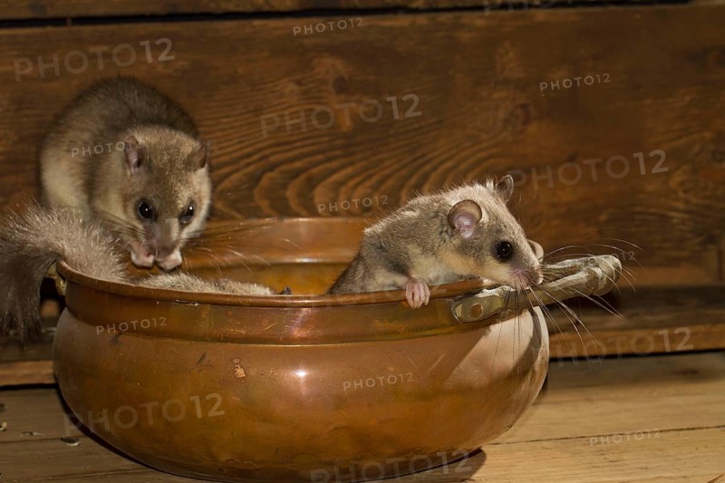 Edible dormouse