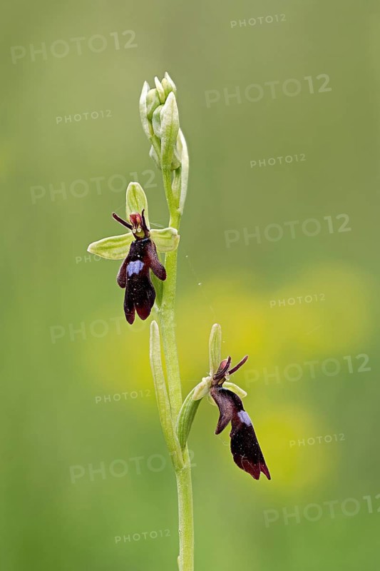 Fly orchid