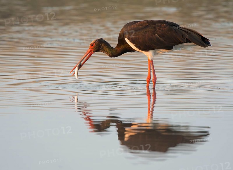 Black stork