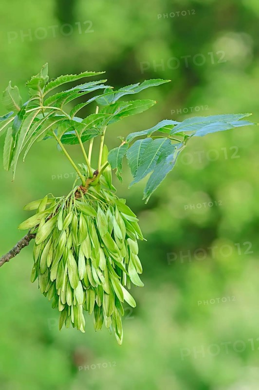 European ash
