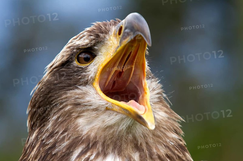 Black-chested Buzzard-Eagle
