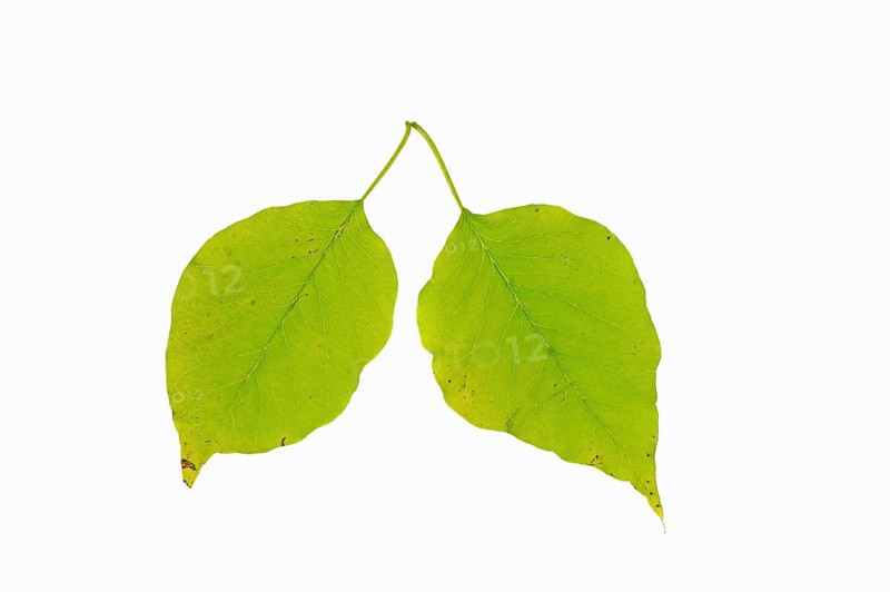 Osage orange