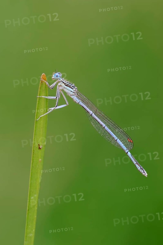 White-legged Damselfly