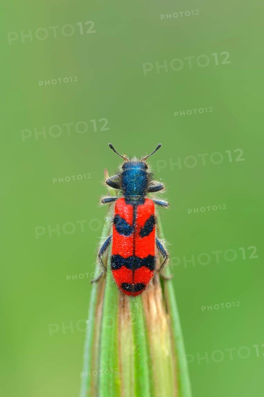 Shaggy bee beetle