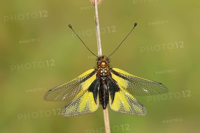 Owly Sulphur