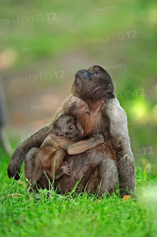 Common Woolly Monkey