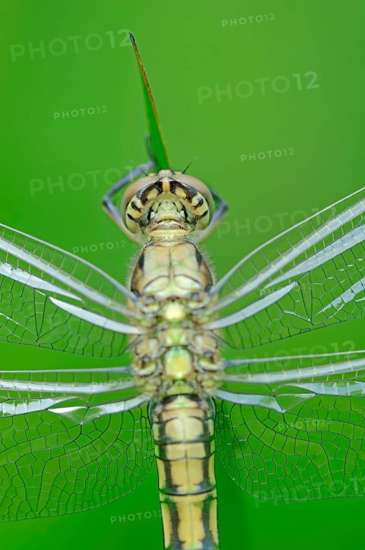 Black-tailed Skimmer