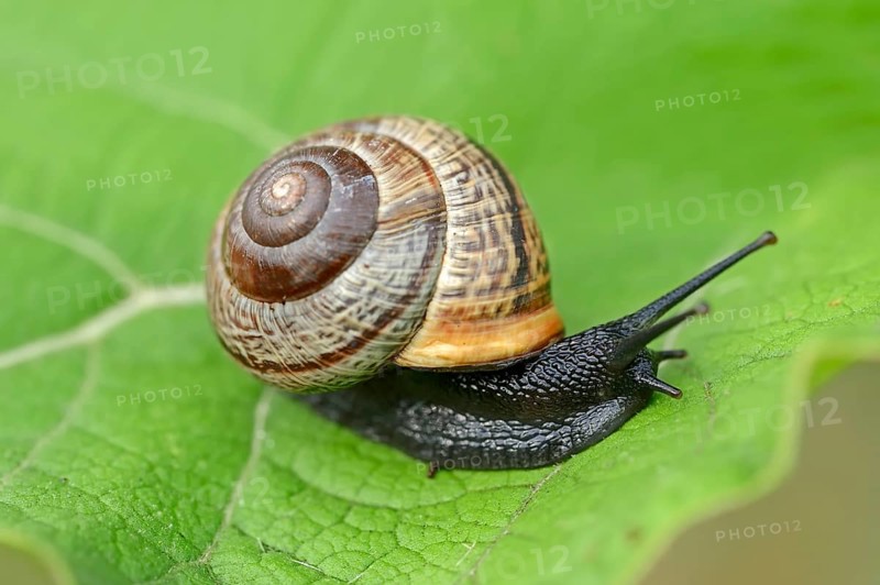 Copse snail
