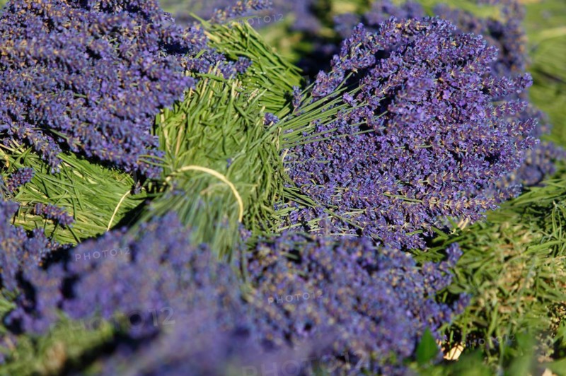 Freshly harvested lavender
