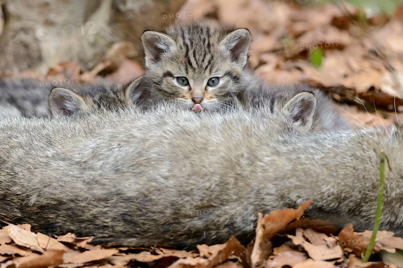 Common Wild Cat