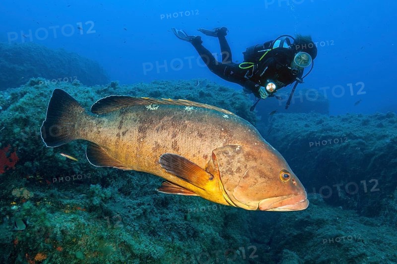 Diver swimming next to and looking at Dusky Grouper