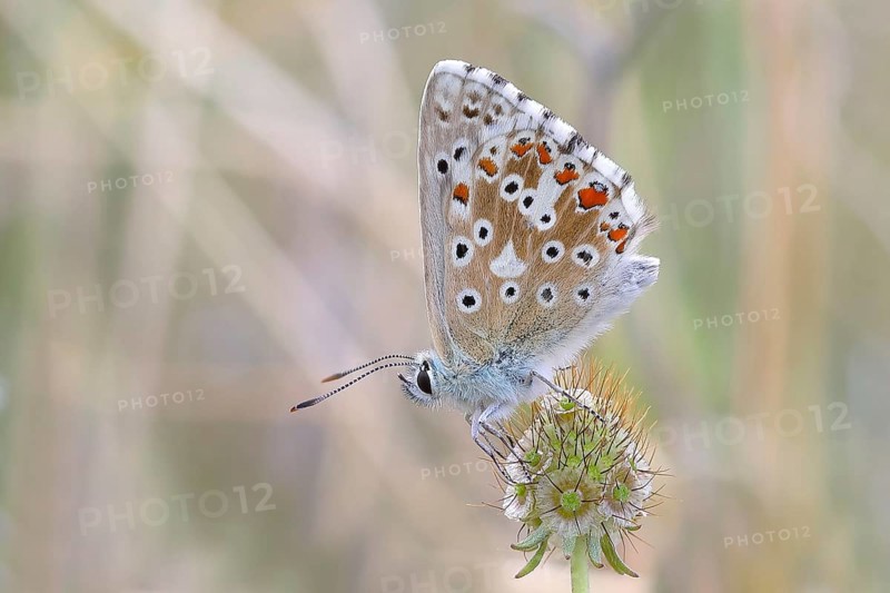 Baton blue