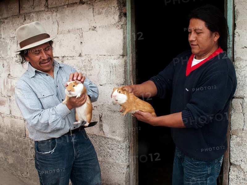 Man buying guinea pigs
