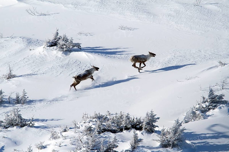 Woodland caribou