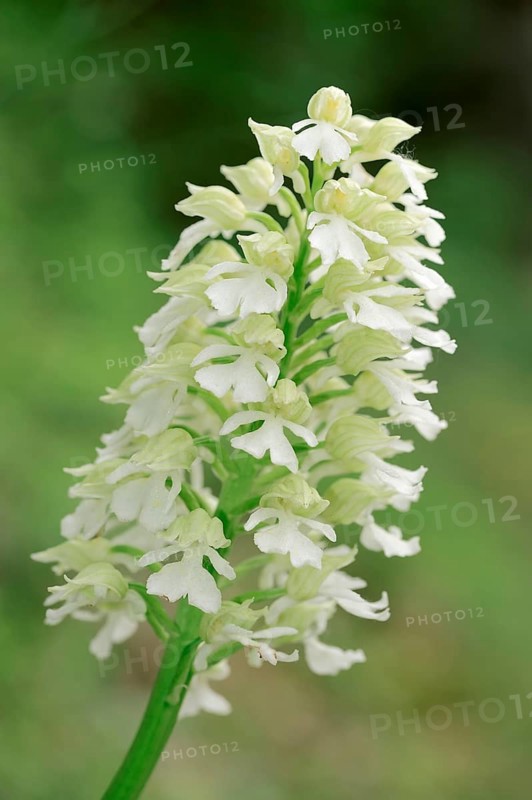 White phase