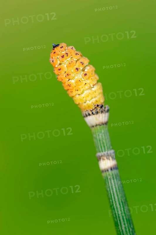 Winter horsetail