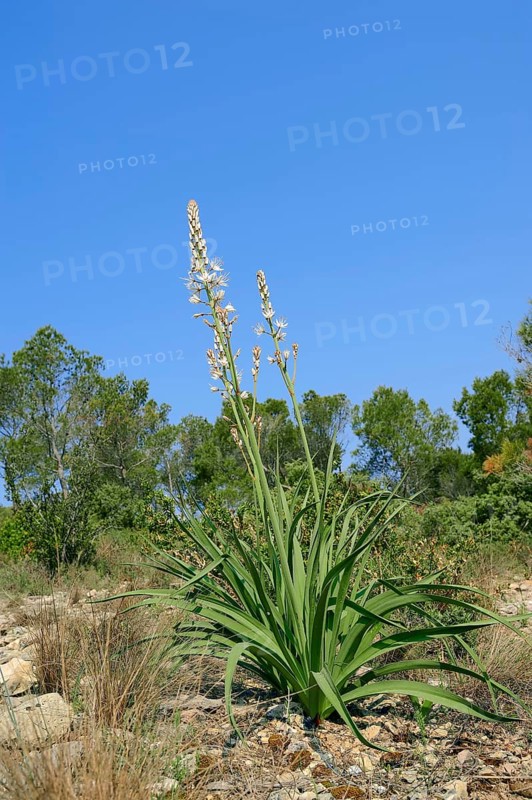 White asphodel