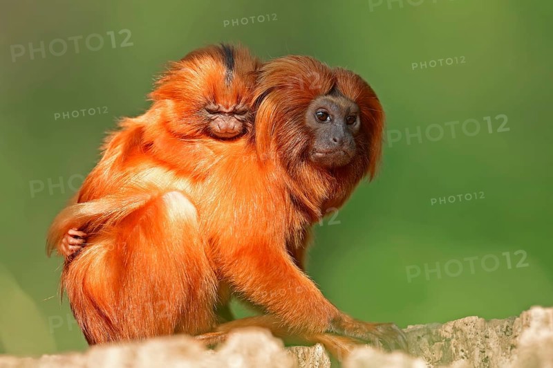 Golden Lion Tamarin with young