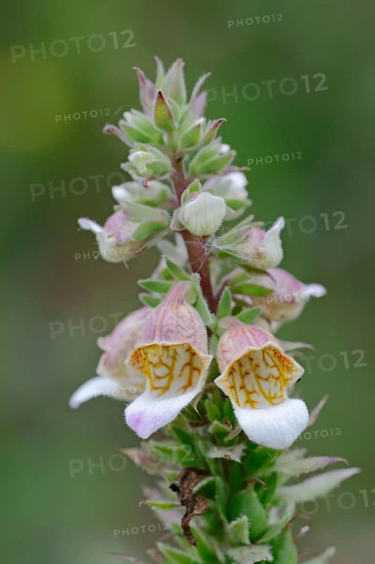 Woolly Foxglove