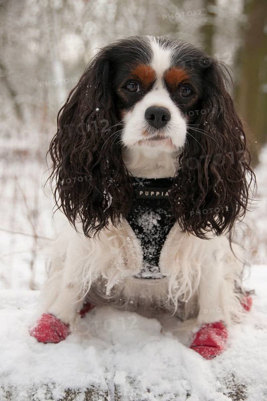 Cavalier King Charles Spaniel