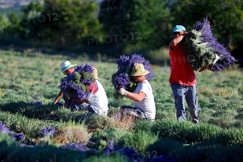Lavender harvest