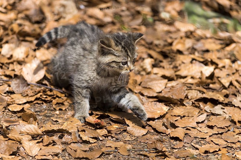 European Wildcat