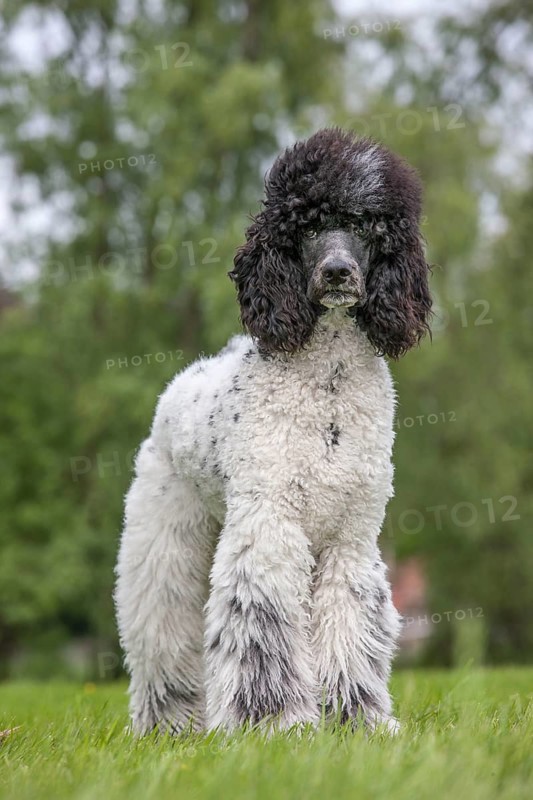 Large poodle