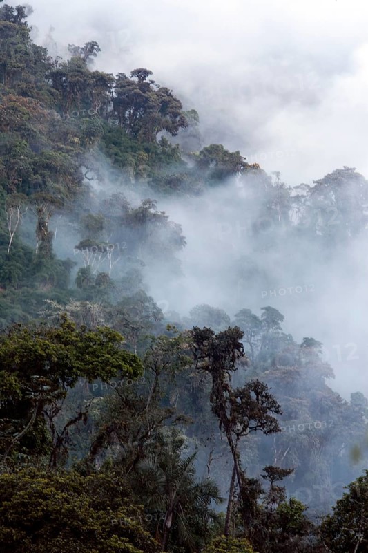 Cloud Forest